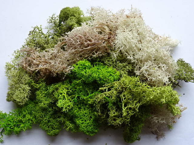 Lichen - spring mix 50g bag