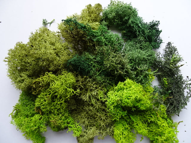 Lichen - summer mix 50g bag