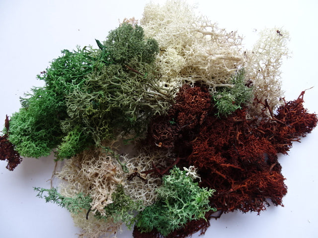Lichen - winter mix 50g bag
