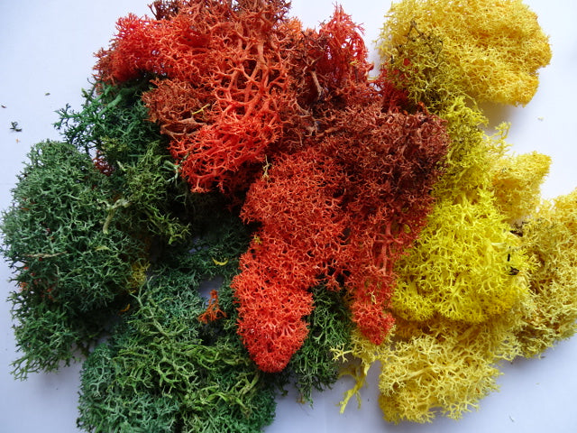 Lichen - early autumn mix 50g bag