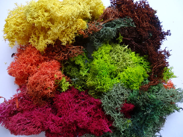 Lichen - Four Seasons mix 100g bag